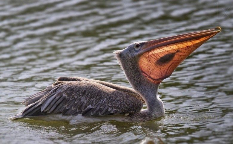 Pelikan z rybą (Pelecanidae)
