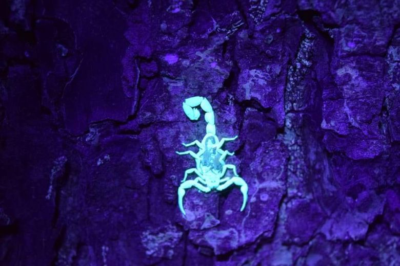 Ciężarny skorpion w świetle UV