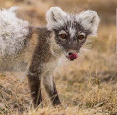 Lis polarny (Vulpes lagopus) w trakcie zrzucania zimowej sierści