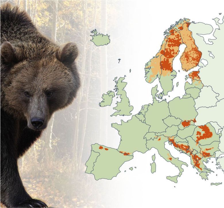 Występowanie niedźwiedzi brunatnych w Europie