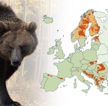 Występowanie niedźwiedzi brunatnych w Europie