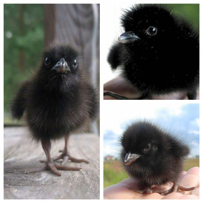 Pisklę kruka (Corvus corax)