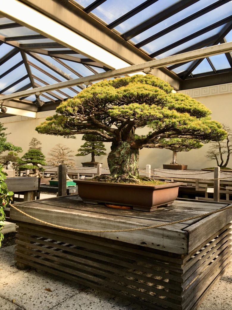 To 400-letni drzewko bonsai przetrwało wybuch bomby atomowej w Hiroszimie, choć znajdowało się w odległości 2 mil od punktu zero