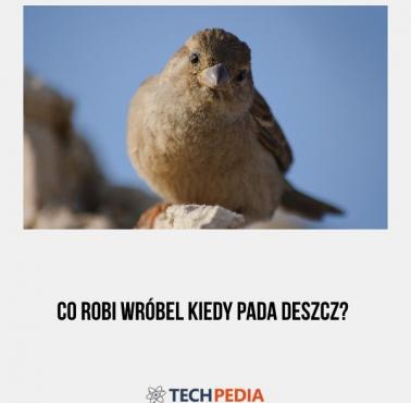 Co robi wróbel kiedy pada deszcz?