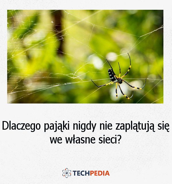 Dlaczego pająki nigdy nie zaplątują się we własne sieci?