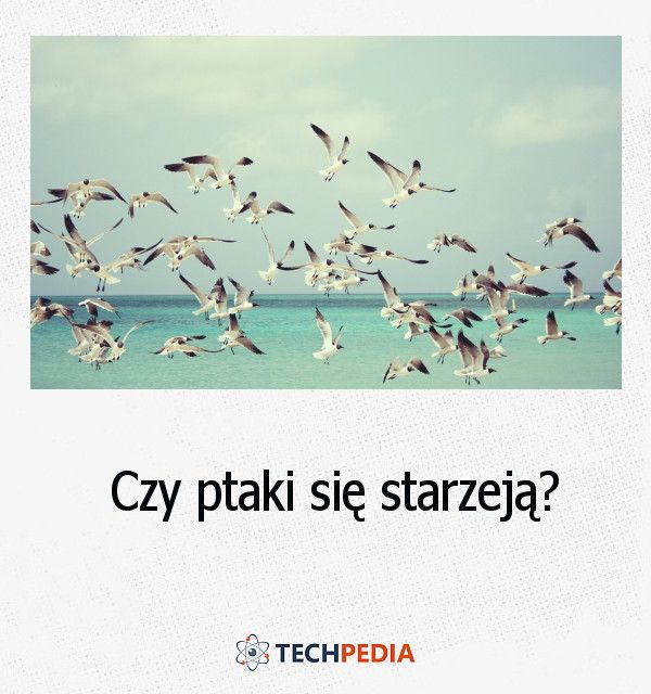 Czy ptaki się starzeją?