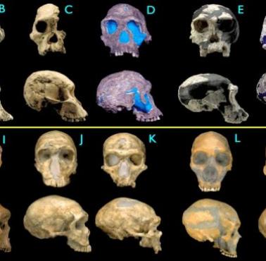 Ewolucja ludzkiej czaszki na podstawie wykopalisk