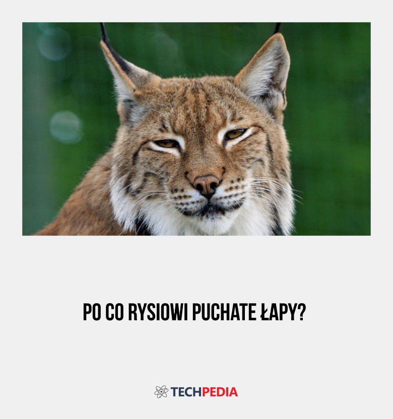 Po co rysiowi puchate łapy?