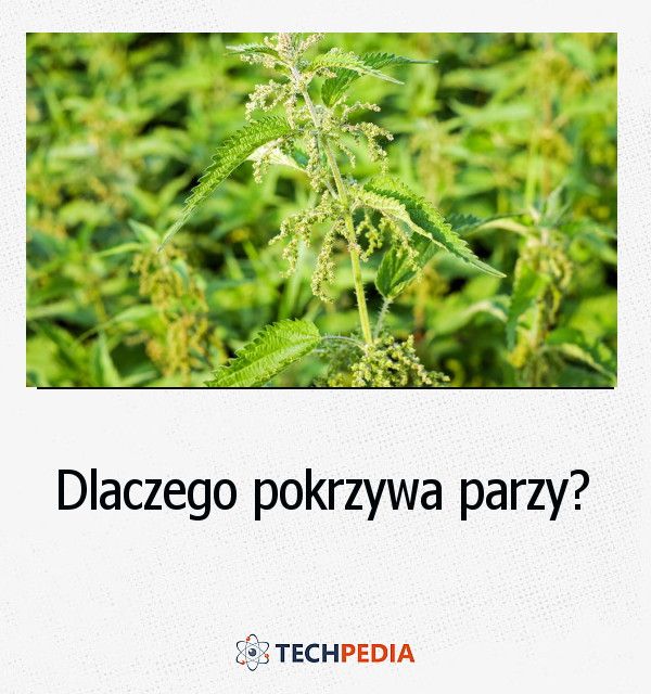 Dlaczego pokrzywa parzy?