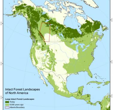 Nienaruszone lasy w Ameryce Północnej