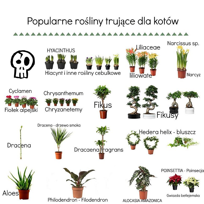Popularne rośliny w domach, ale trujące dla kotów