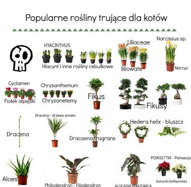 Popularne rośliny w domach, ale trujące dla kotów