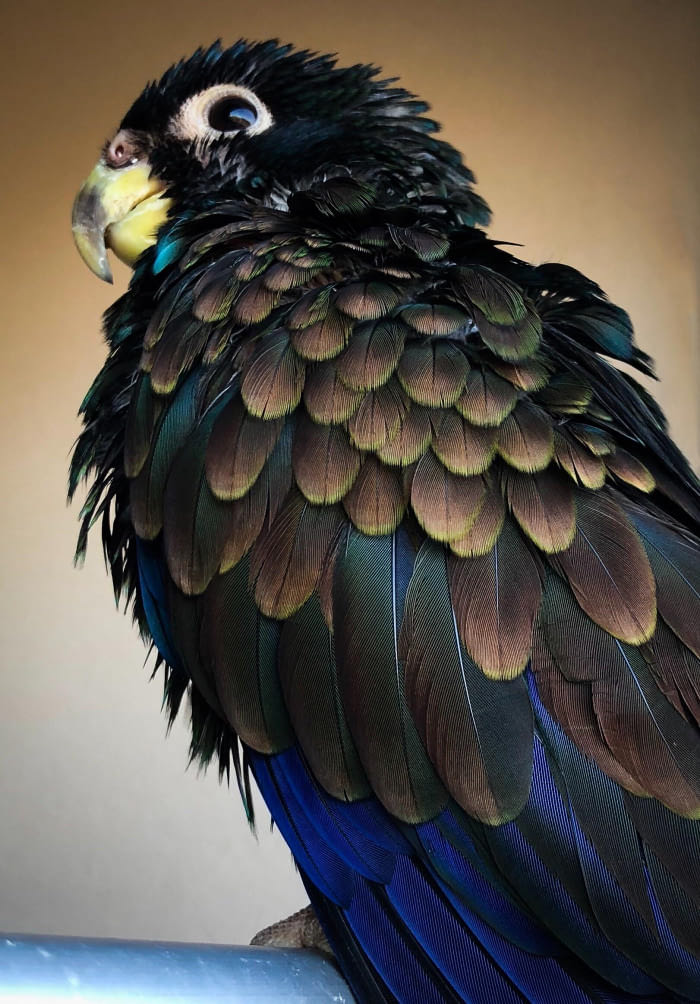 Piona brązowoskrzydła (Pionus chalcopterus) – zagrożony wyginięciem gatunek średniej wielkości ptaka z rodziny papugowatych