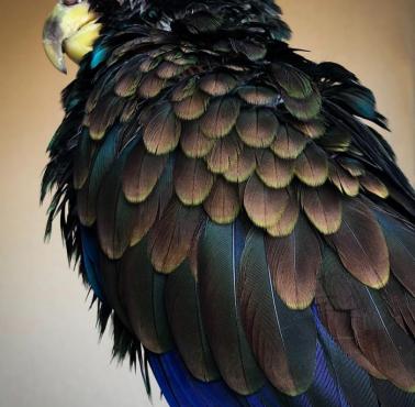 Piona brązowoskrzydła (Pionus chalcopterus) – zagrożony wyginięciem gatunek średniej wielkości ptaka z rodziny papugowatych