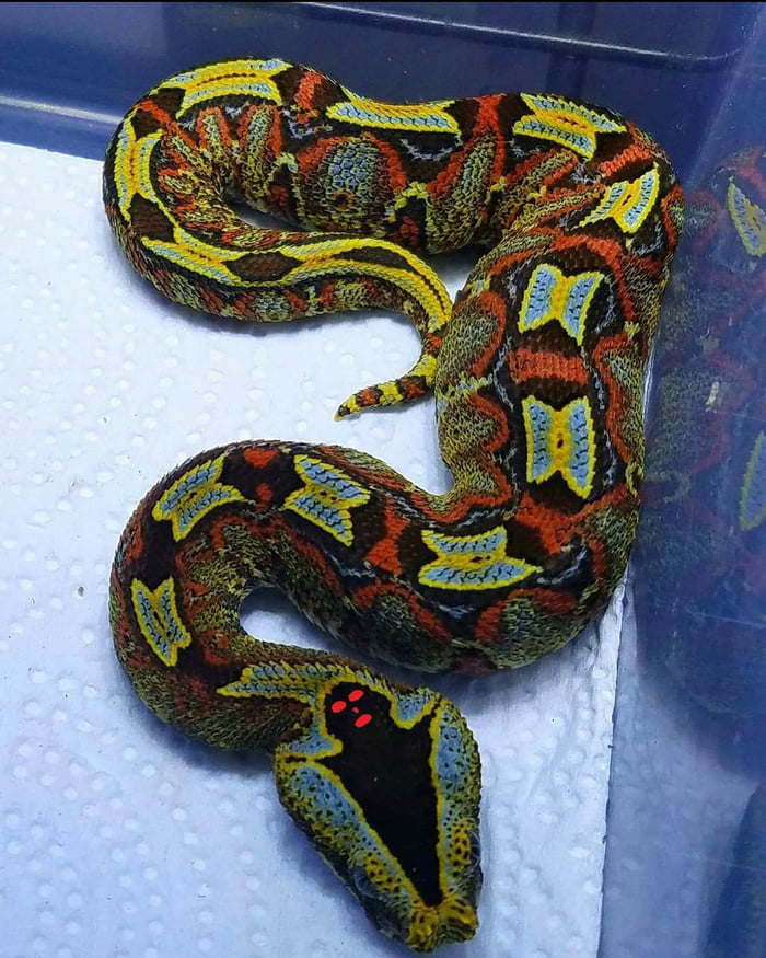 Żmija gabońska (Bitis gabonica) - gatunek jadowitego węża z rodziny żmijowatych