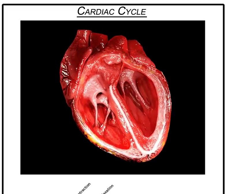 Cykl kardiologiczny