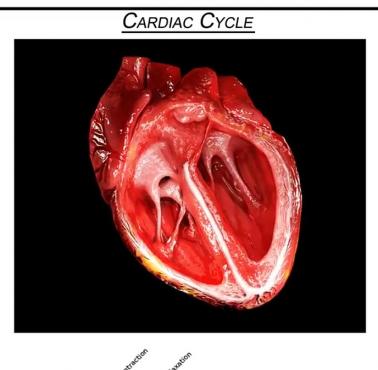 Cykl kardiologiczny