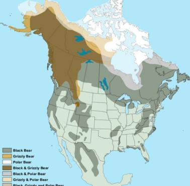 Występowanie niedźwiedzi w Ameryce Północnej