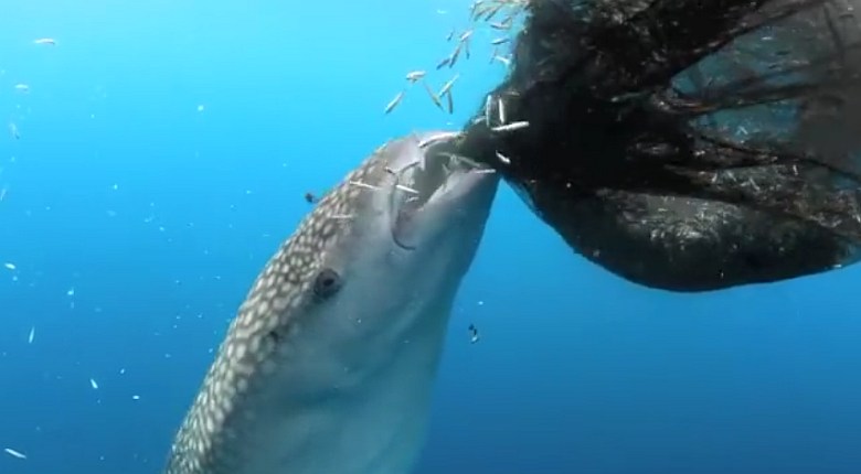 Rekin wielorybi (Rhincodon typus) podczas opróżniania z małych rybek sieci rybackich, zatoka Cendrawasih w Indonezji (wideo)