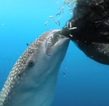 Rekin wielorybi (Rhincodon typus) podczas opróżniania z małych rybek sieci rybackich, zatoka Cendrawasih w Indonezji (wideo)