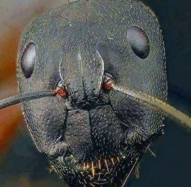 Mrówka pod mikroskopem