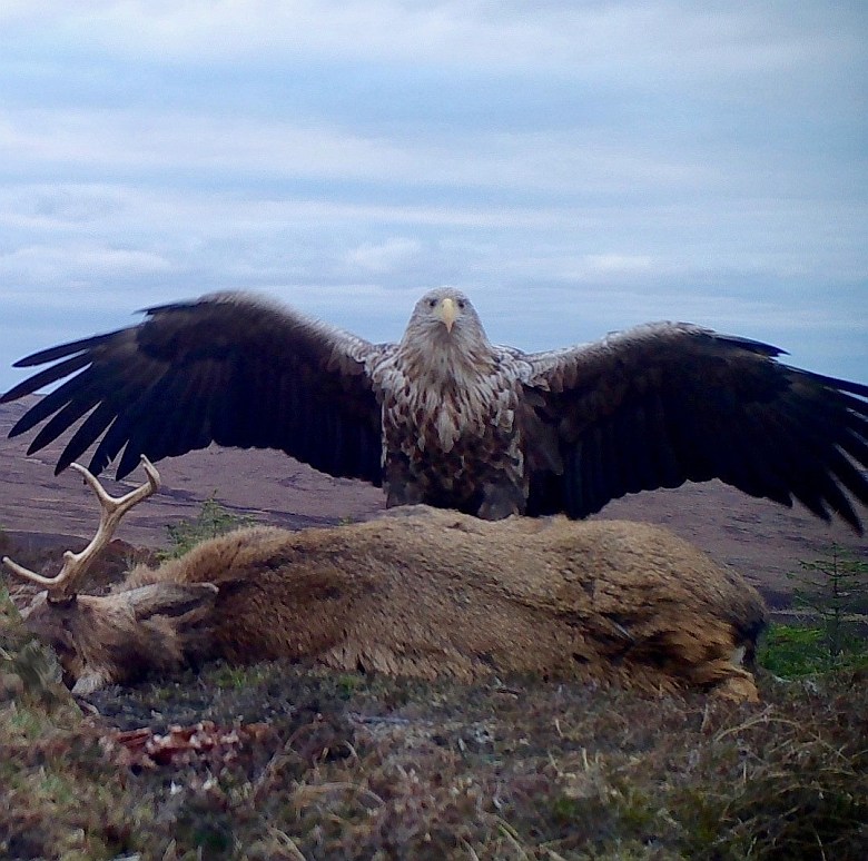 Orzeł bielik (Haliaeetus albicilla) ucztuje nad upolowanym jeleniem, Szkocja