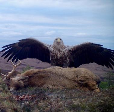 Orzeł bielik (Haliaeetus albicilla) ucztuje nad upolowanym jeleniem, Szkocja