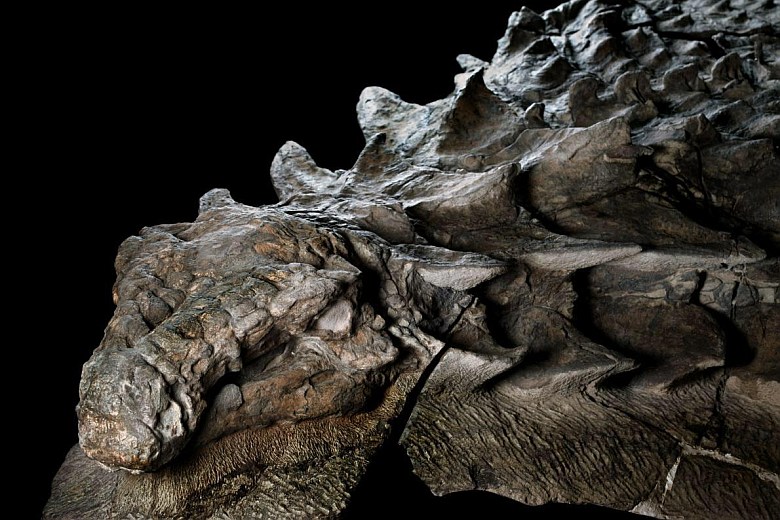 Świetnie zachowane szczątki dinozaura, Kanada