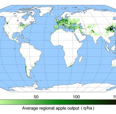Najwięksi producenci jabłek