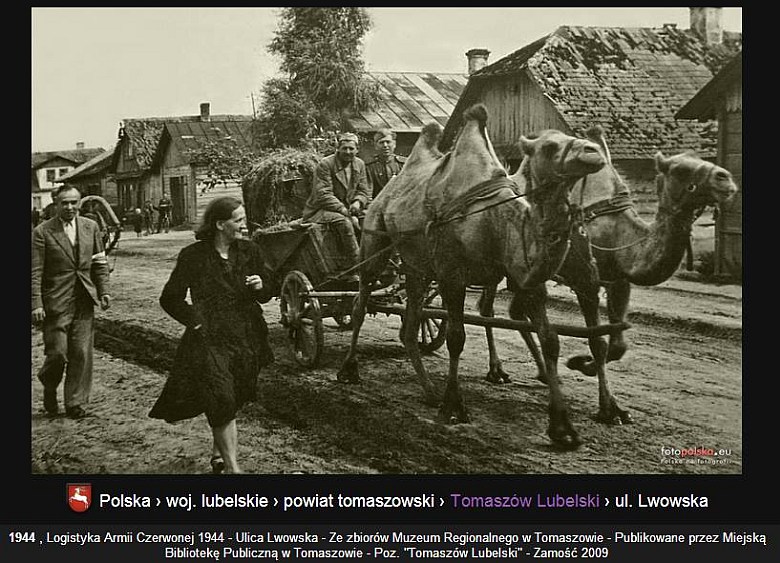 Armia Czerwona zdobywa Tomaszów Lubelski, na zdjęciu widoczny nietypowy zaprzęg, 1944