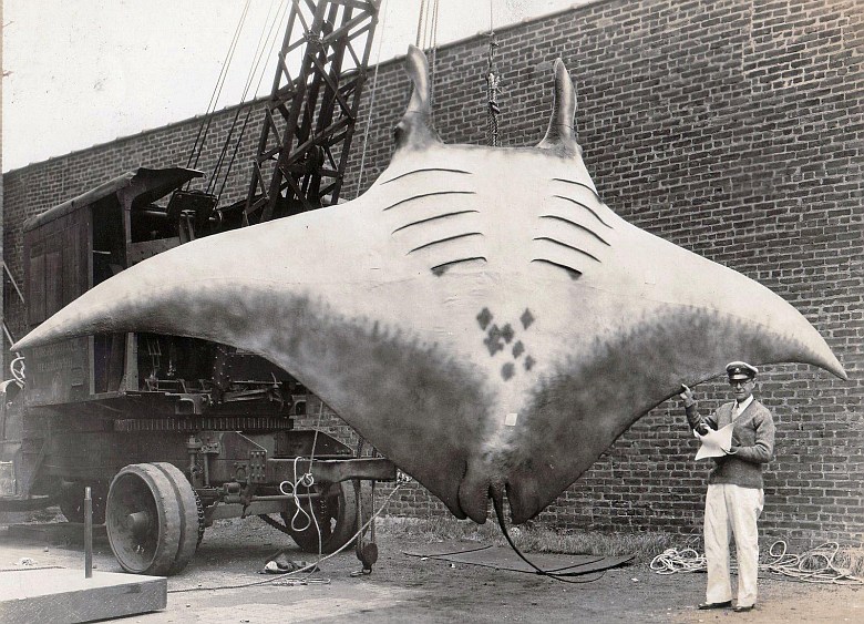 Manta, diabeł morski (Manta birostris) - największy przedstawiciel mantowatych