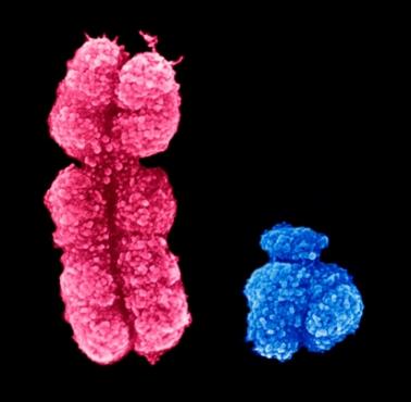 Ludzkie chromosomy płci Y i X