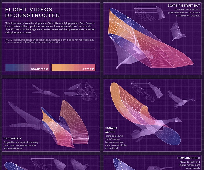 Techniki lotu nietoperza, ważki, gęsi, ćmy i kolibra (animacja)