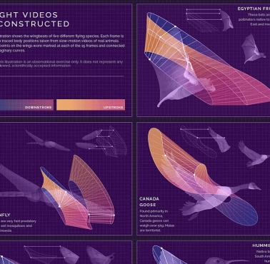Techniki lotu nietoperza, ważki, gęsi, ćmy i kolibra (animacja)