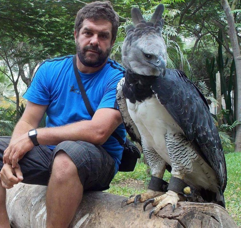 Harpia wielka (Harpia harpyja) - gatunek dużego ptaka drapieżnego z rodziny jastrzębiowatych