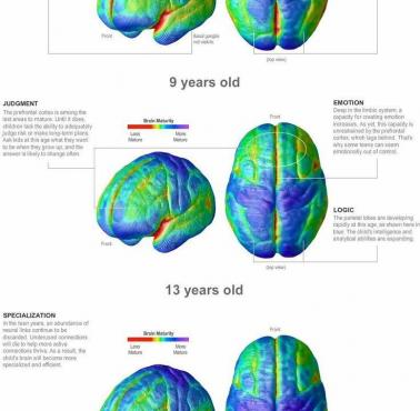 Dojrzałość mózgu w wieku od 4 do 21 lat (eng)