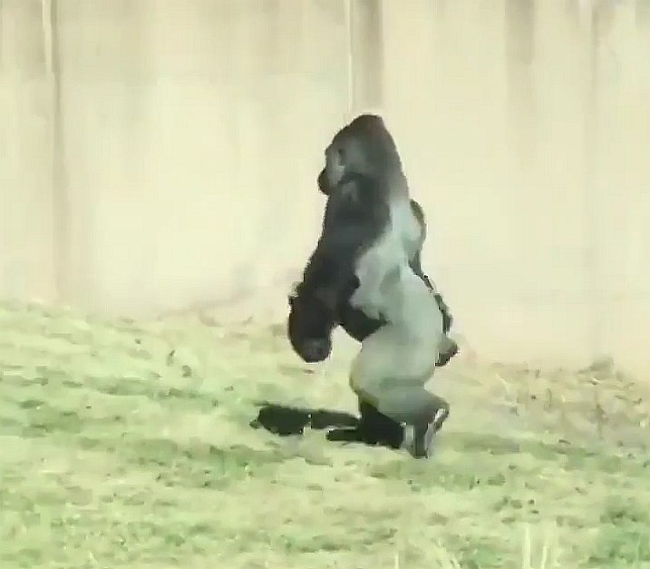 Goryl (Gorilla), który chodzi na dwóch nogach (wideo)