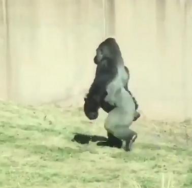 Goryl (Gorilla), który chodzi na dwóch nogach (wideo)