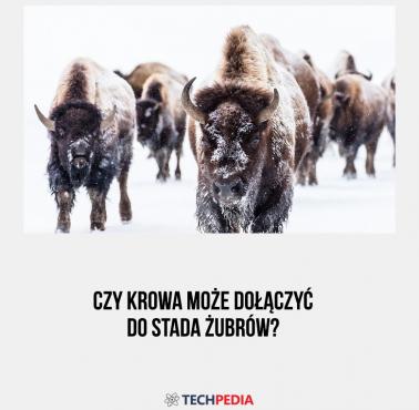 Czy krowa może dołączyć do stada żubrów?