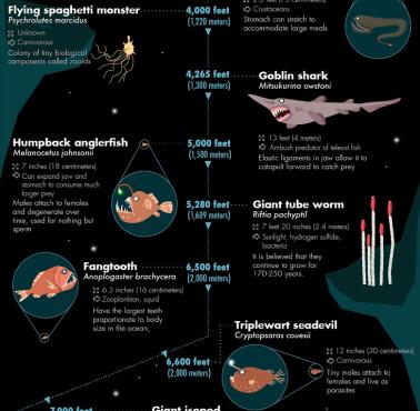 32 najdziwaczniejsze istoty głębinowe odkryte do tej pory