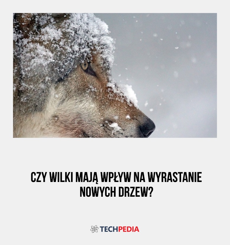 Czy wilki mają wpływ na wyrastanie nowych drzew?