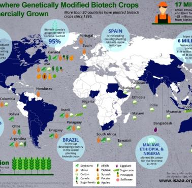 Kraje, w których komercyjnie uprawia się rośliny zmodyfikowane genetycznie (GMO, genetically modified organism)