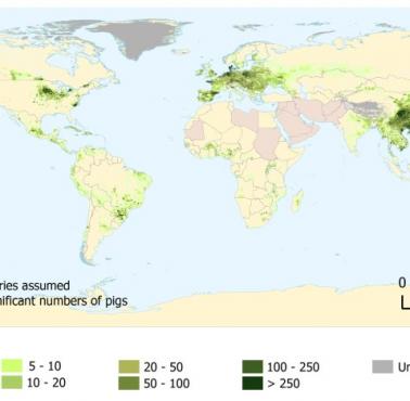 Hodowle świń na świecie