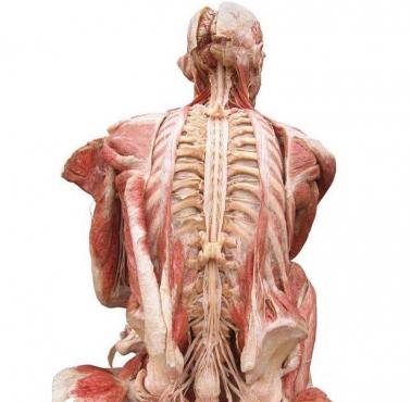 Układ nerwowy człowieka. Na zdjęciu widać m.in. mózg, rdzeń kręgowy, nerwy rdzeniowe i splot lędźwiowy