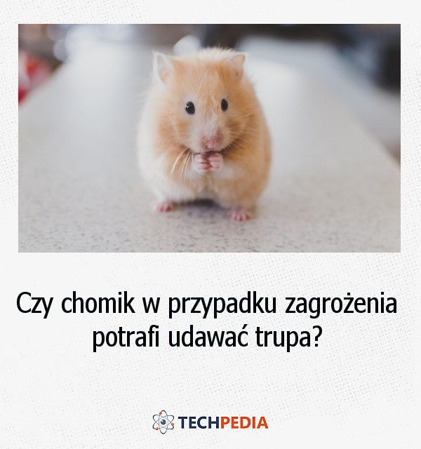 Czy chomik w przypadku zagrożenia potrafi udawać trupa?