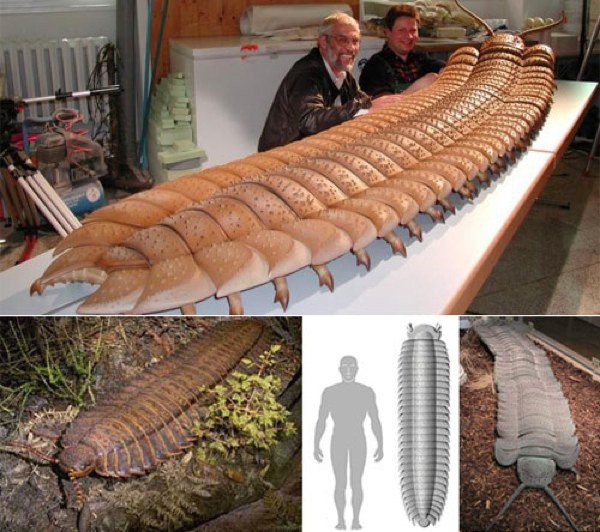 Artropleura (Arthropleura) - rodzaj wymarłego roślinożernego wija