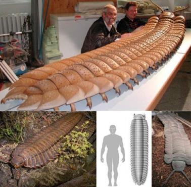 Artropleura (Arthropleura) - rodzaj wymarłego roślinożernego wija