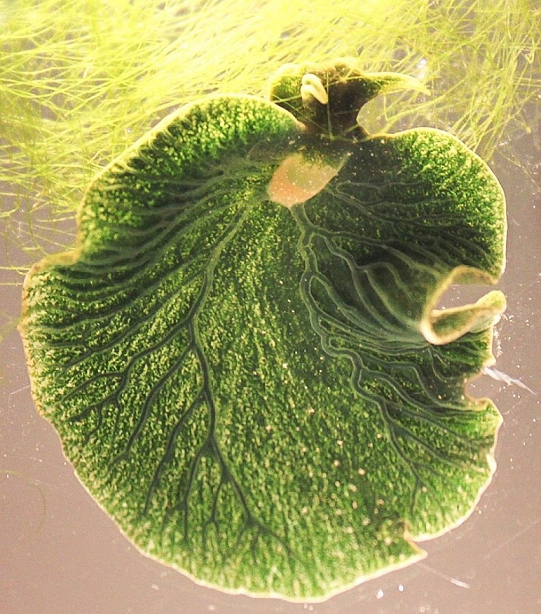 Elysia chlorotica – gatunek morskiego ślimaka, który wykorzystuje fotosyntezę
