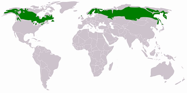 Zasięg tajgi (borealne lasy iglaste)