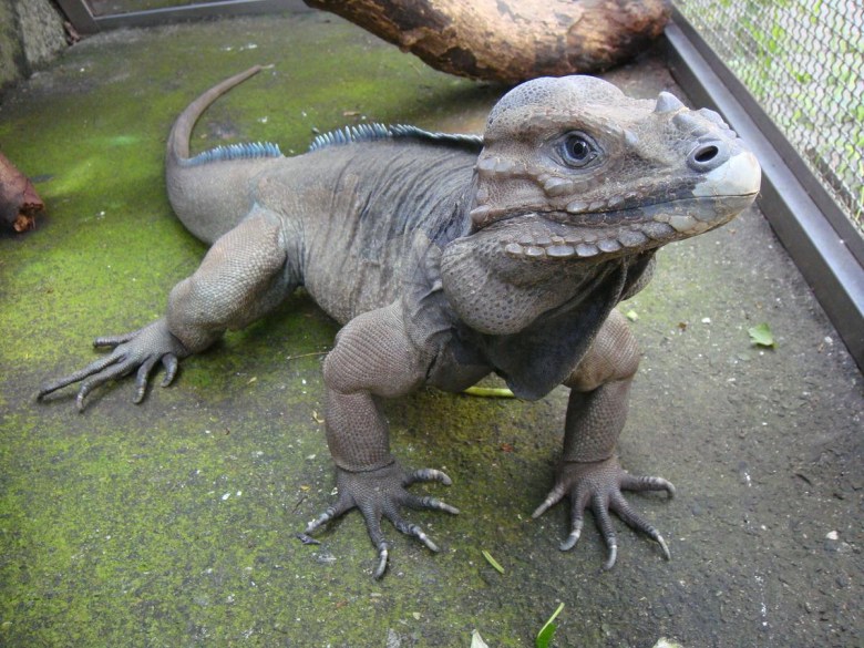 Zagrożony wyginięciem legwan nosorogi (Cyclura cornuta)
